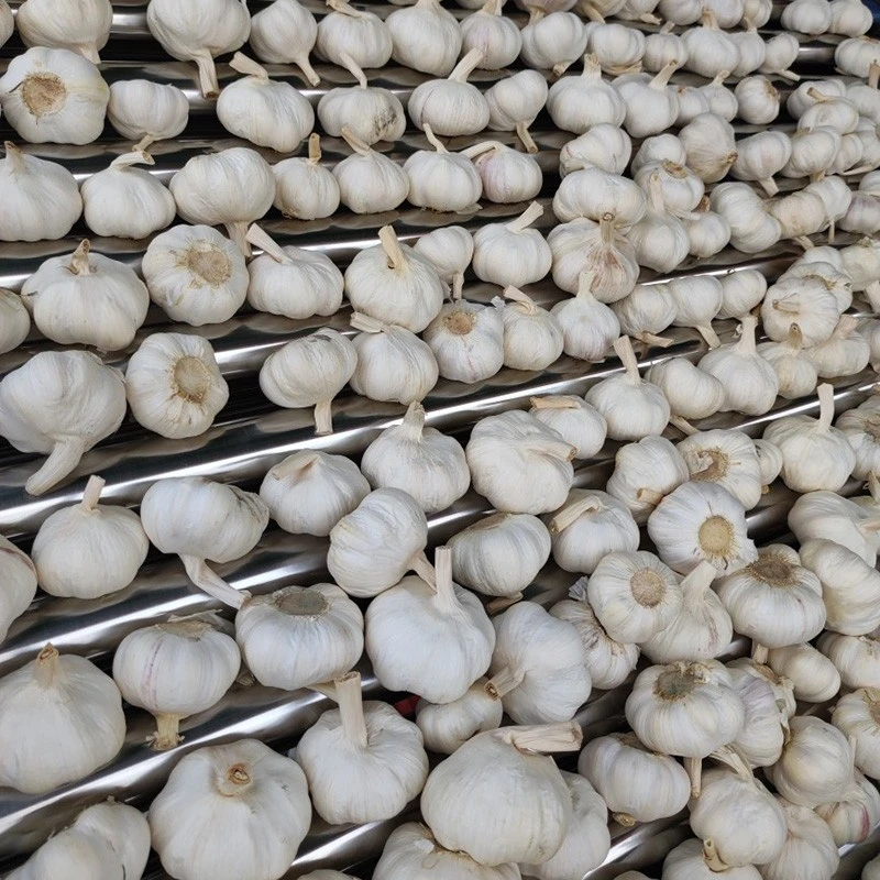 organic pure white garlic