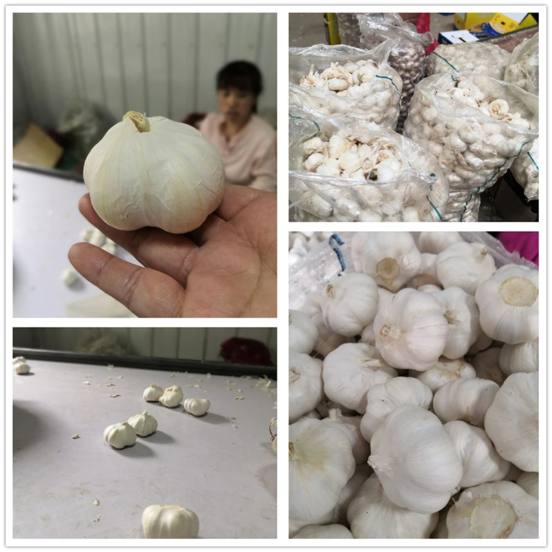 organic garlic organic garlic