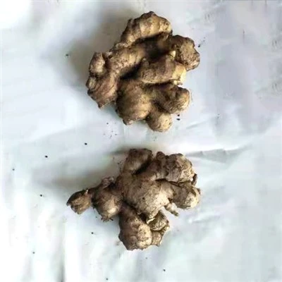 محصول تازه زنجبیل